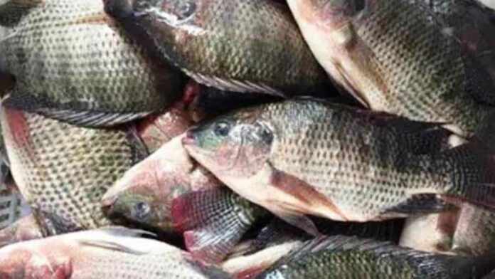 Harga jual ikan nila