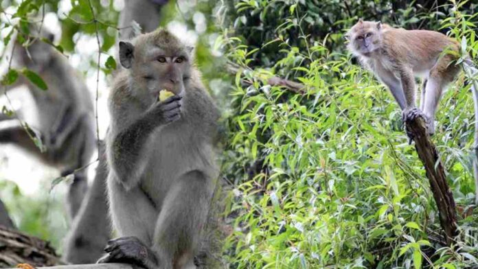 Kawanan Monyet Turun dari Gunung Sawal Ciamis