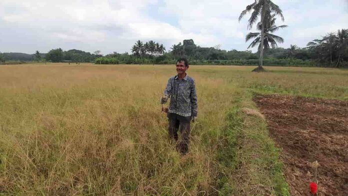 Petani Terdampak Musim Kemarau
