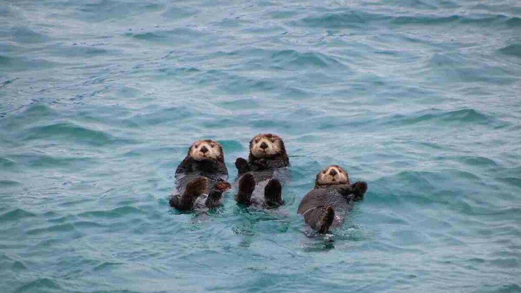 Mamalia yang Hidup di Laut