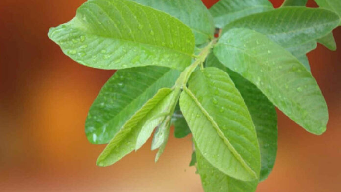 Manfaat Pucuk Daun Jambu Biji