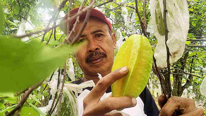 Panen Belimbing Madu