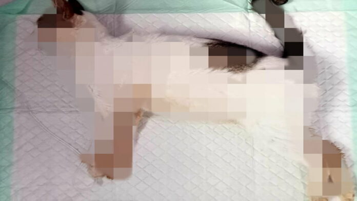 Penyebab Belasan Kucing Mati Mendadak di Ciamis
