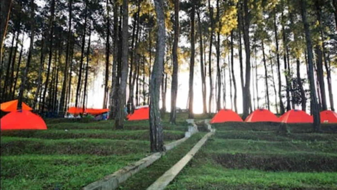 Pinus Camping Ground Darmacaang Ciamis