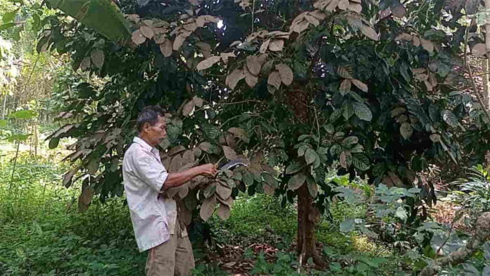 Pohon duku