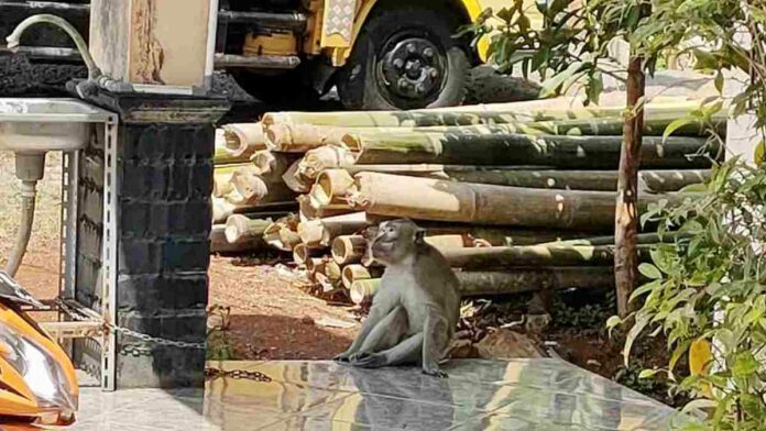 Terkait Adanya Kawanan Monyet Masuk ke Permukiman Warga, Ini Kata BKSDA Ciamis