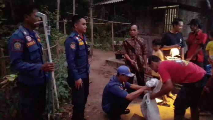 Ular King Cobra di dekat rumah warga Pamarican Ciamis