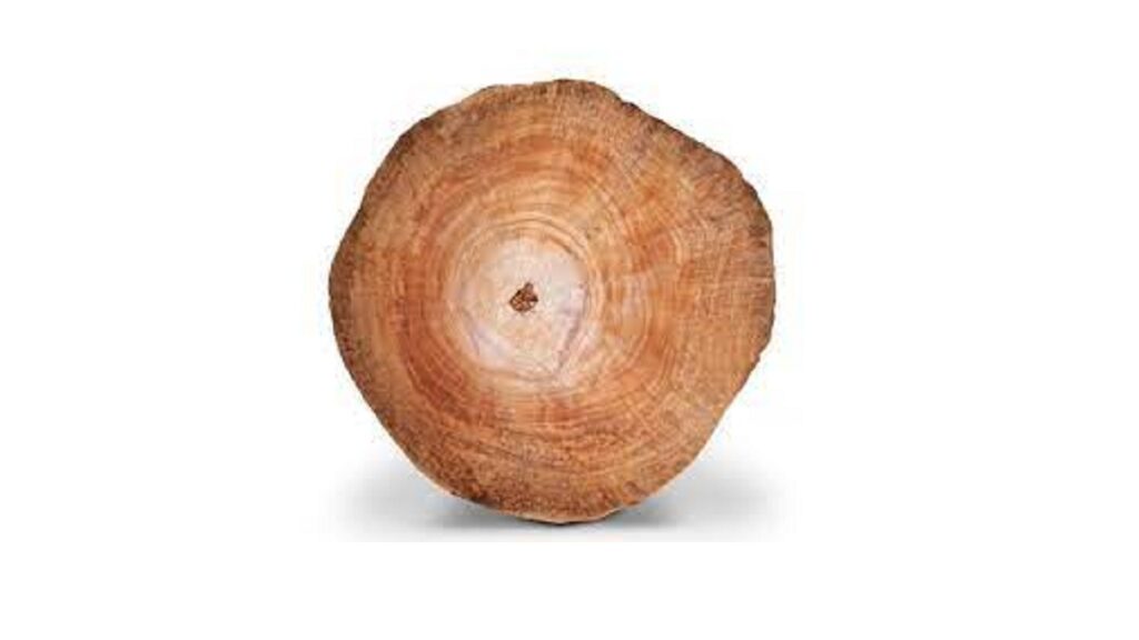 Usaha Kayu yang Menguntungkan