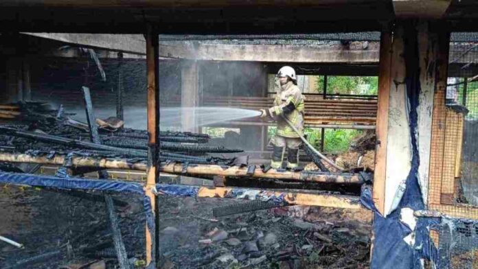 Kandang ayam terbakar