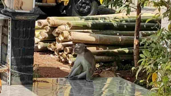 Kawanan monyet sirnajaya