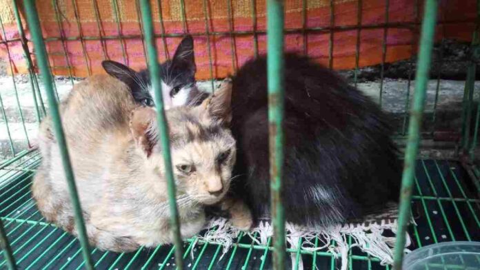 Kucing mati mendadak