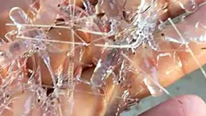 Pemburu Baby Lobster