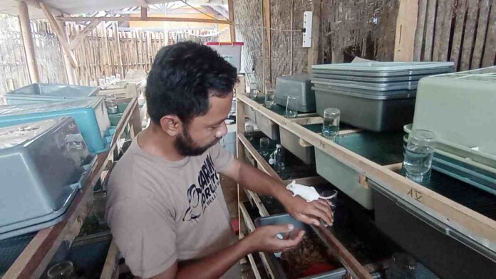 Bisnis Ternak Tikus Putih, Pemuda Ciamis ini Bisa Raup Cuan Hingga Jutaan