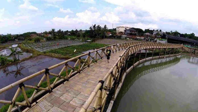 Bubulak Tepi Sawah