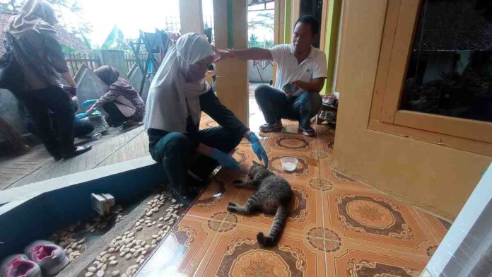 Disnakkan Ciamis Respon Cepat Datangi Seekor Kucing yang Sakit