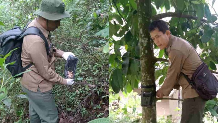 Macan Tutul Turun Gunung