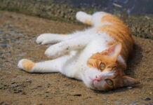 Ilustrasi arti mimpi kotoran kucing