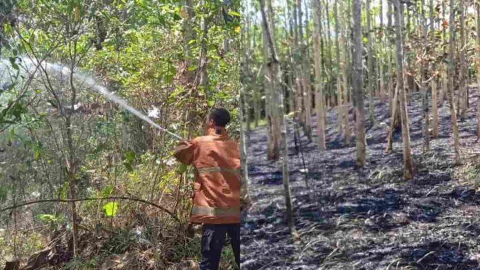 Lahan Kebun Jati di Binangun Kota Banjar Terbakar, Diduga dari Puntung Rokok