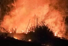 Lahan perkebunan kayu dan bambu