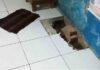 Keramik Rumah