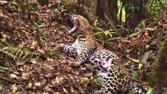 Satwa di Gunung Sawal CIamis