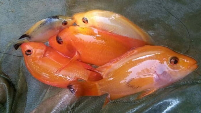 Misteri Ikan Red Devil