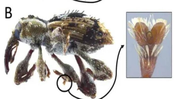 Penemuan Spesies Baru Kumbang Weevil