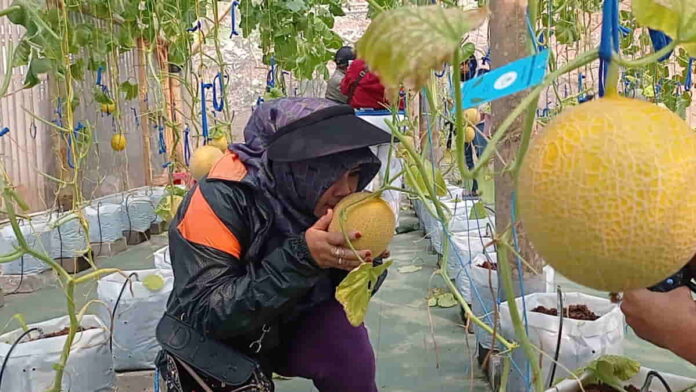 Wisata Petik Melon di Ciamis