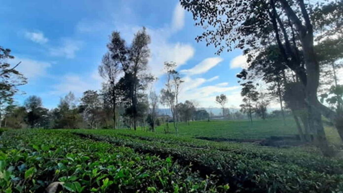 Perkebunan Teh Cisaruni Garut