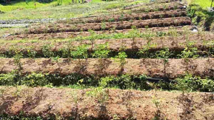 Petani Cabai di Panawangan