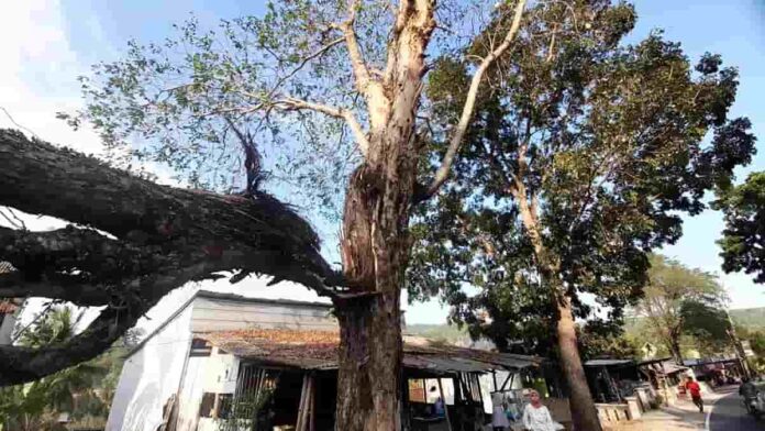 Pohon Lapuk Dipangkas