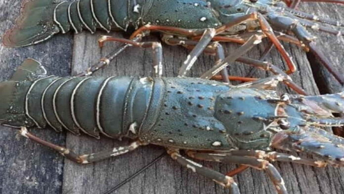 Populasi Lobster di Pangandaran terus menurun