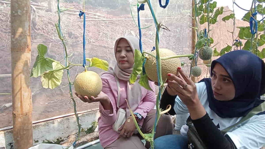 Wisata Petik Melon di Ciamis