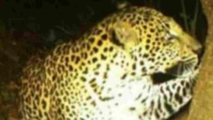 Macan turun gunung