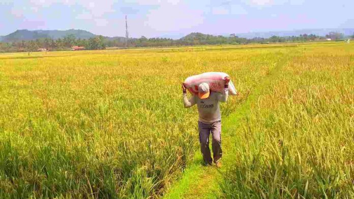 Sawah gagal panen