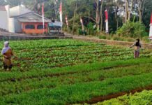 Budi Daya Tanaman Sayur dari KWT Saridewi Ciamis Ternyata Raup Cuan Jutaan Rupiah