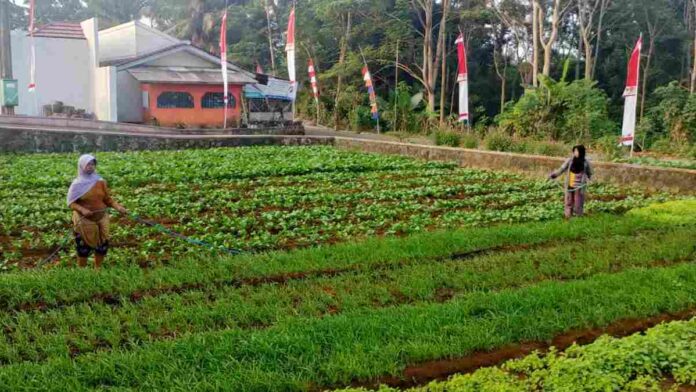Budi Daya Tanaman Sayur dari KWT Saridewi Ciamis Ternyata Raup Cuan Jutaan Rupiah