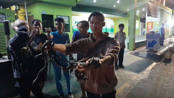 Damkar Kota Banjar tangkap belasan anak ular sanca kembang di saluran pembuangan air