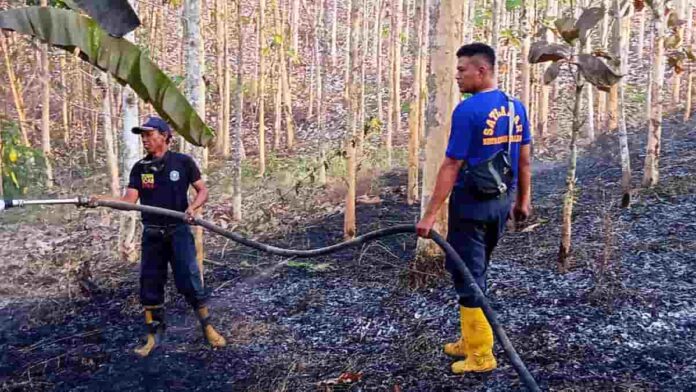 Kebun Jati di Binangun