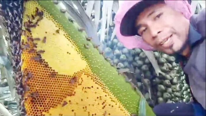 Mengintip Warga Langkaplancar Pangandaran Mengambil Lebah Madu di Hutan Belantara