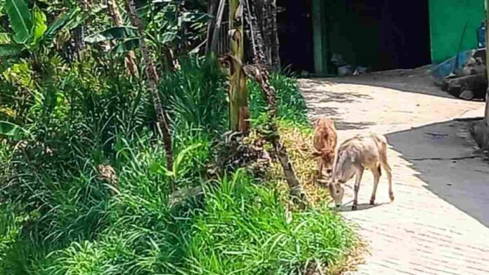 Pakan ternak sapi kemarau