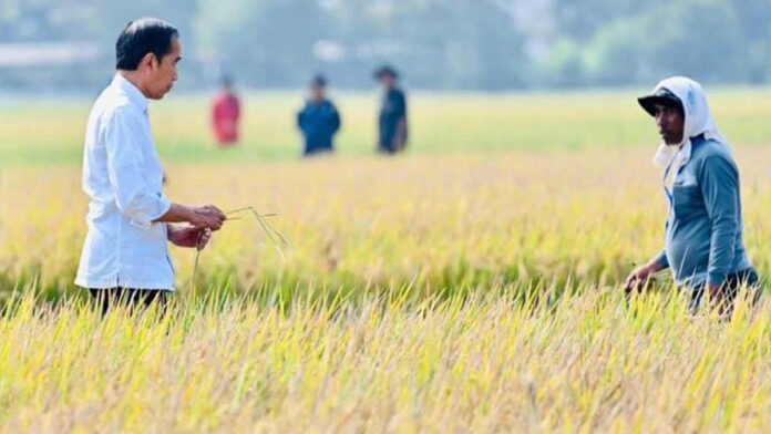 Panen Raya Padi di Subang, Presiden Jokowi Harapkan Penambahan Cadangan Beras Nasional