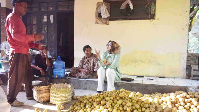 Petani Buah Sawo
