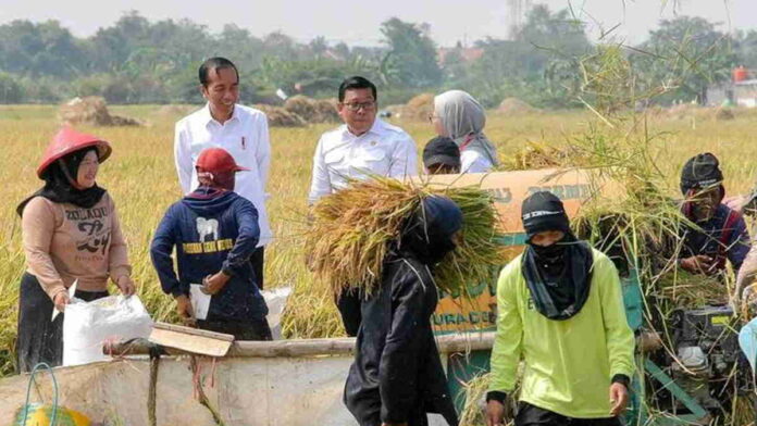 Tinjau Panen Raya di Indramayu, Presiden Pastikan Produksi Beras Nasional Tetap Aman