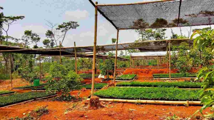Benih tanaman hutan