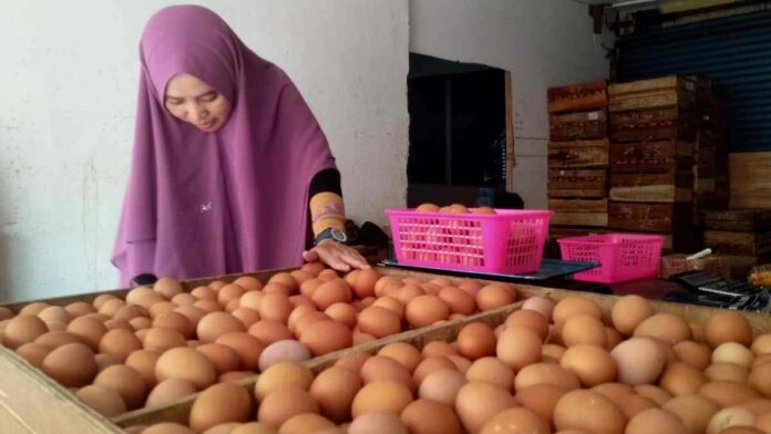 Kebutuhan telur ayam