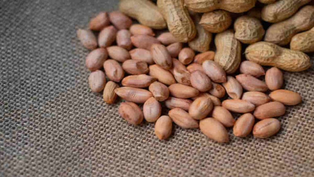 Jenis Kacang Tanah