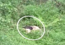 Penemuan mayat gadis muda bersimbah darah di kebun Tasikmalaya