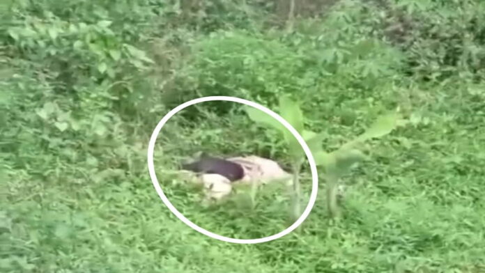 Penemuan mayat gadis muda bersimbah darah di kebun Tasikmalaya