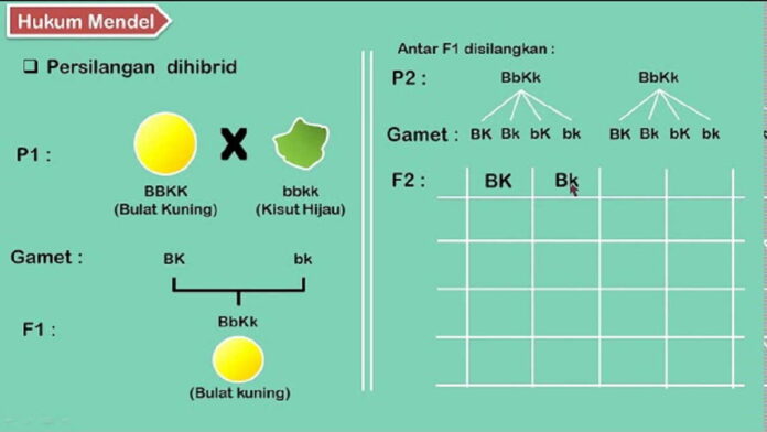 Perbedaan Monohibrid dan Dihibrid dalam Ilmu Genetika